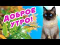 🍁 ДОБРОГО УТРА / ДОБРОЕ УТРО 🍁 С ДОБРЫМ УТРОМ 🍁 ДОБРОЕ УТРО ВИДЕО / ОТКРЫТКА / ДЛЯ ДРУЗЕЙ / ПРИВЕТИК