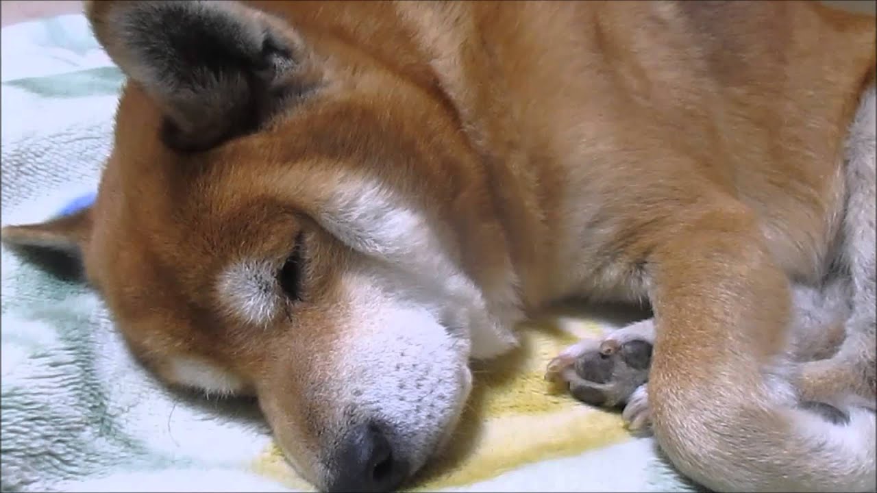 獣医師監修 犬の寝言は夢を見てる 犬の睡眠の解説 人との違いは いぬのきもちweb Magazine
