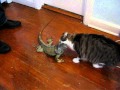 Cat vs Iguana