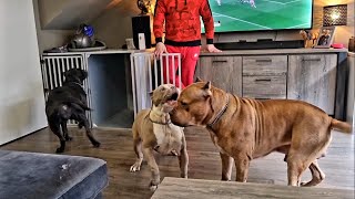 Mystique and Mufassa learning little Rolex his place by Giant Bully Pitbulls Rasit Kaplan 35,995 views 2 years ago 3 minutes, 37 seconds