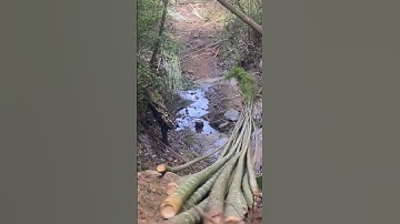 Bí quyết vận chuyển cây luồng trên núi cao xuống mặt đất