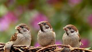 Sparrow Sound Effect