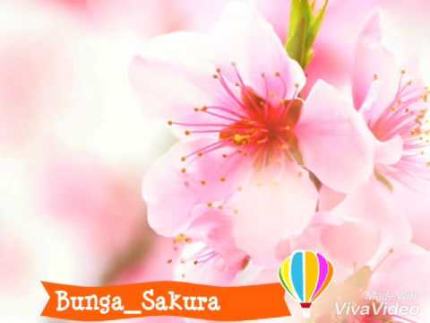  BUNGA  SAKURA  ASAHAN  YouTube