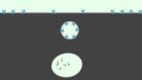 13 3 Receptor Mediated Endocytosis