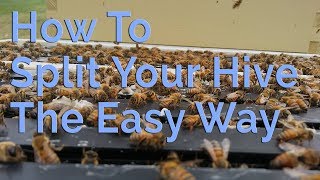 How To Split Your Beehive The Easy Way