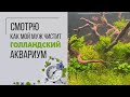 Голландский аквариум - наблюдаю как мой муж чистит | это залипательно |Присоединяйтесь))