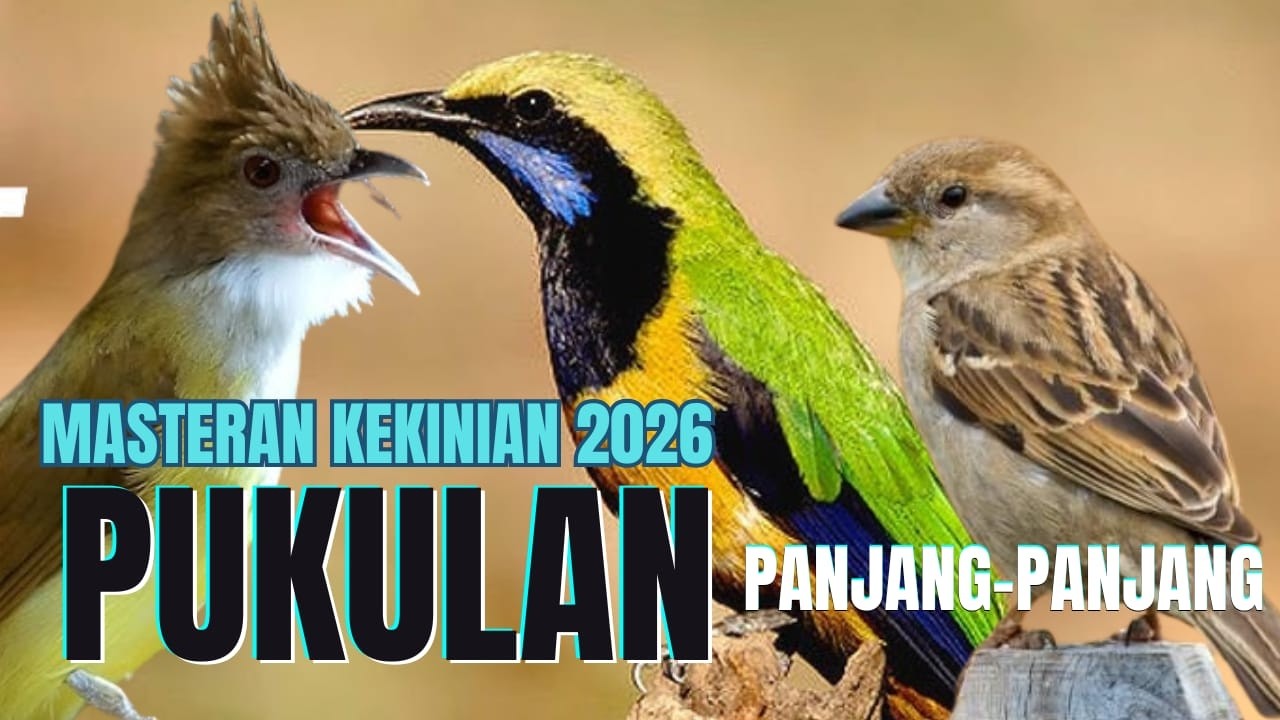 LIVE TEMBAKAN PANJANG PANJANG!! Materi KOMPLIT CUCAK CUNGKOK Istimewa - GREJA TARUNG - PELATUK GACOR