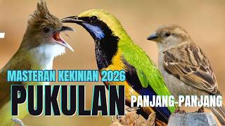  Tembakan Panjang Panjang Materi Komplit Cucak Cungkok Istimewa  Greja Tarung  Pelatuk Gacor