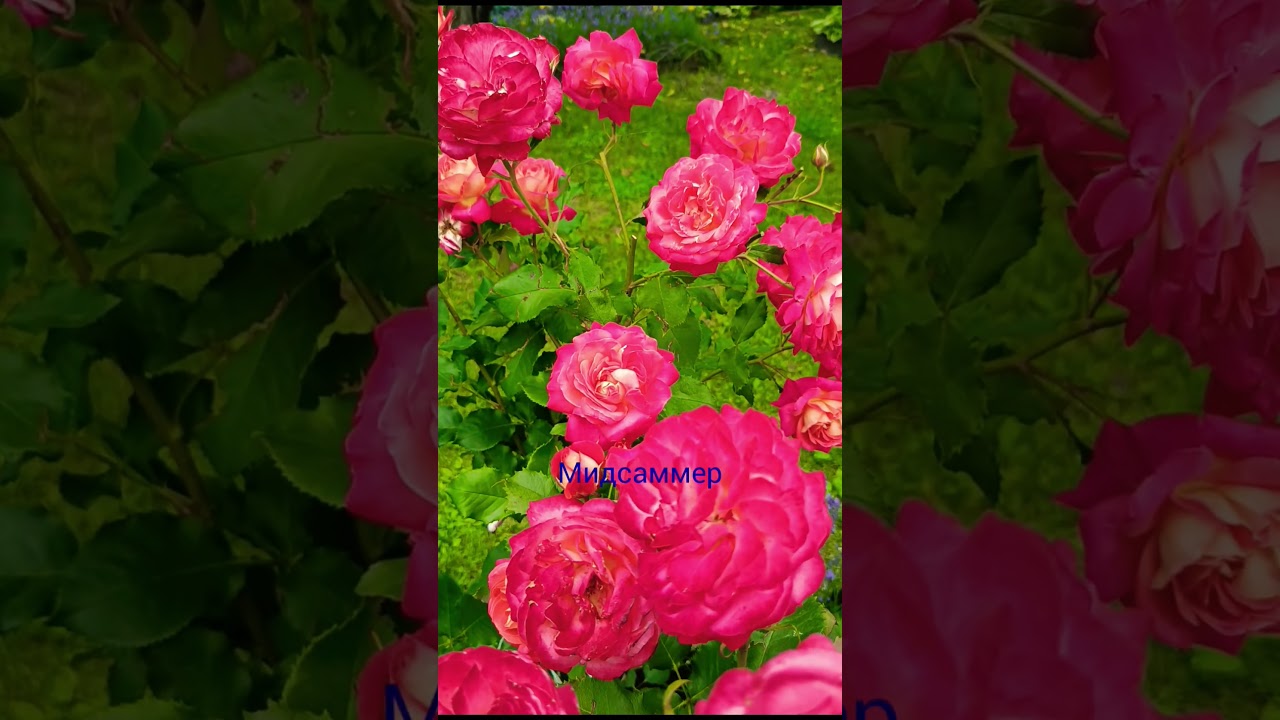 как хороши были розы.... Мидсаммер