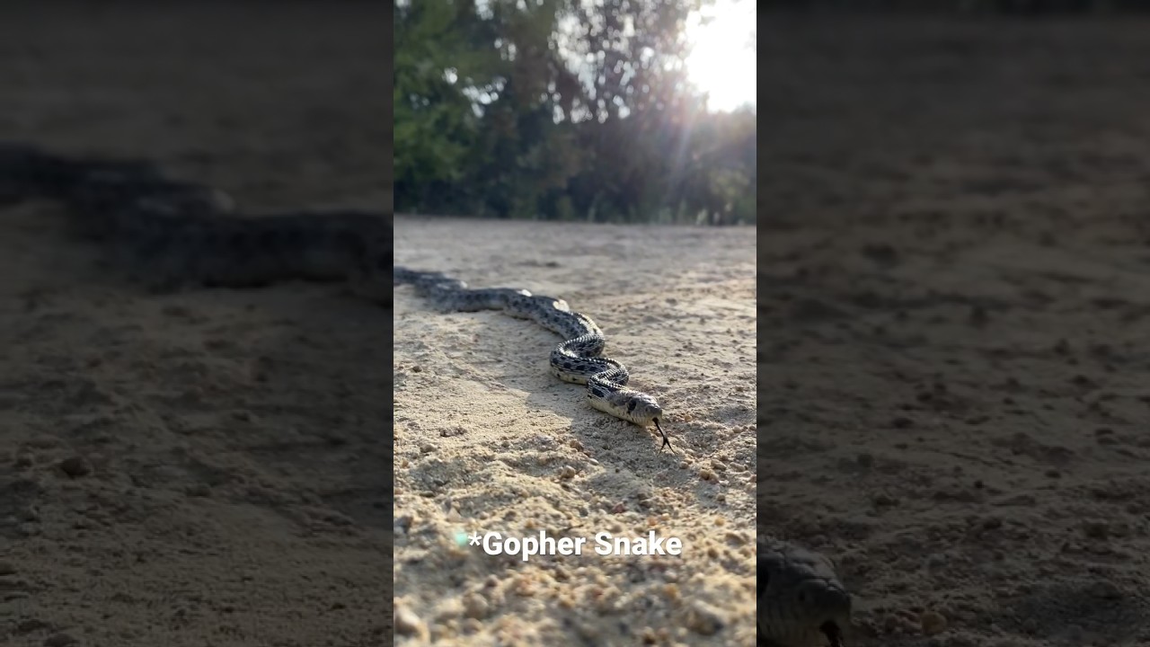 Rattlesnake that must have just eaten a rabbit and a gopher snake on the same trail. #snake #snakes￼