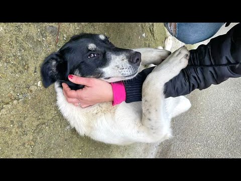 Video: Utroligt kold hund ønsker at holde sin kærlighed til trampoliner en hemmelighed