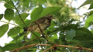 Song thrush on branch — Drossel auf Ast