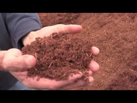 ቪዲዮ: Hemlock Mulch ምንድን ነው፡ ሄምሎክ ሙልች በአትክልት ስፍራዎች ውስጥ ለመጠቀም ደህንነቱ የተጠበቀ ነው