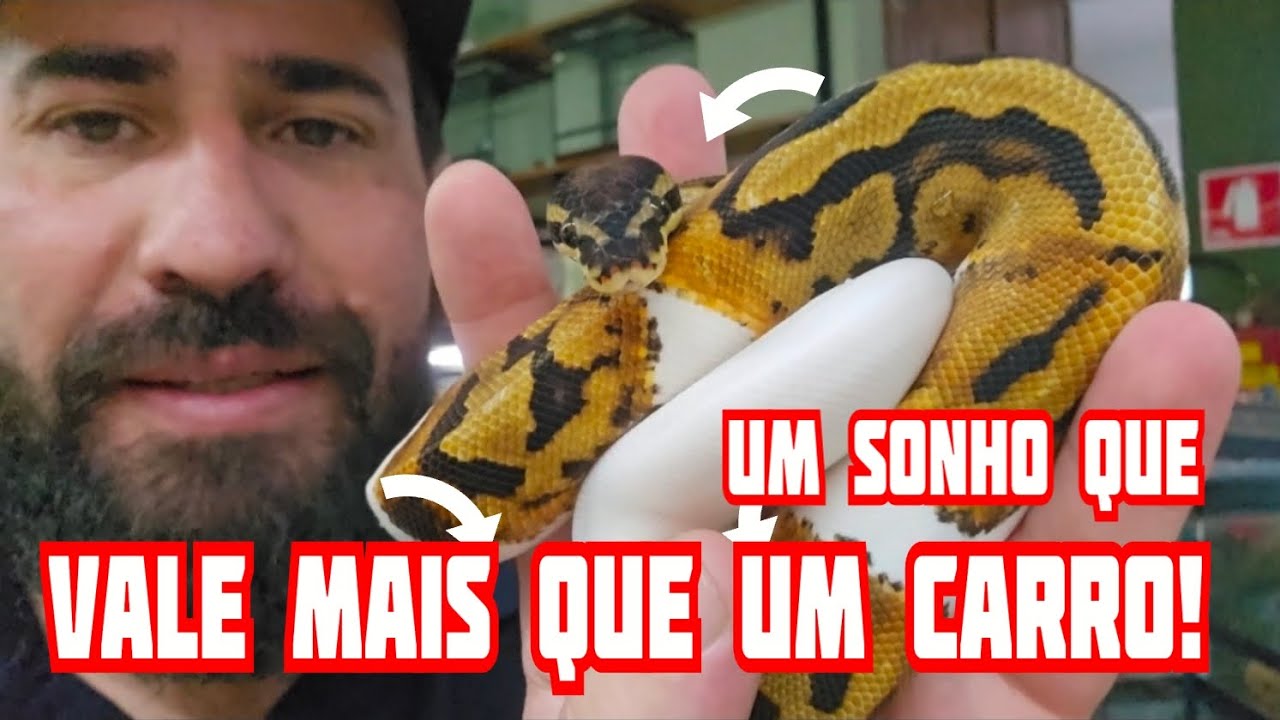 Loja Galpão Animal! A Loja mais completa de São Paulo! Python Ball, Aruanã, Arraia e muito mais!