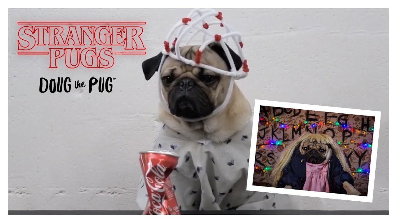 photo of pugs pugs doug the pug photo of pugs pugs doug the pug