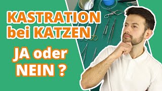 Kastration bei Katzen - JA oder NEIN? Wann ist der richtige Zeitpunkt? Gibt es Risiken?