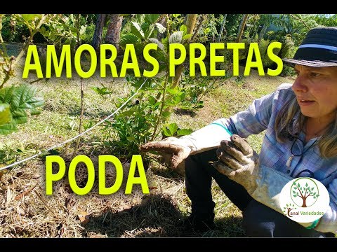 Vídeo: Cultivando Uma Amora-preta Sem Espinhos (16 Fotos): Regras De Cuidado. Poda No Outono E Na Primavera. Pousar. Como Propagar Amoras Sem Espinhos?