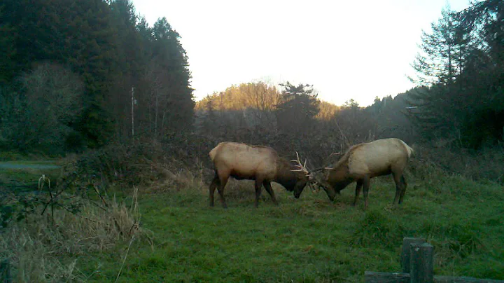 Elk Play Fighting in Northern California