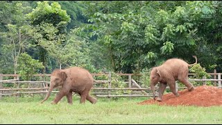 Play Is So Important For Baby Elephant - Elephantnews