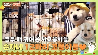 [TV Animal Farm Legend] 12 times cuter troublemakers 🐶 Soonja's 12 puppies 💛 #AnimalFarm #SBSstory