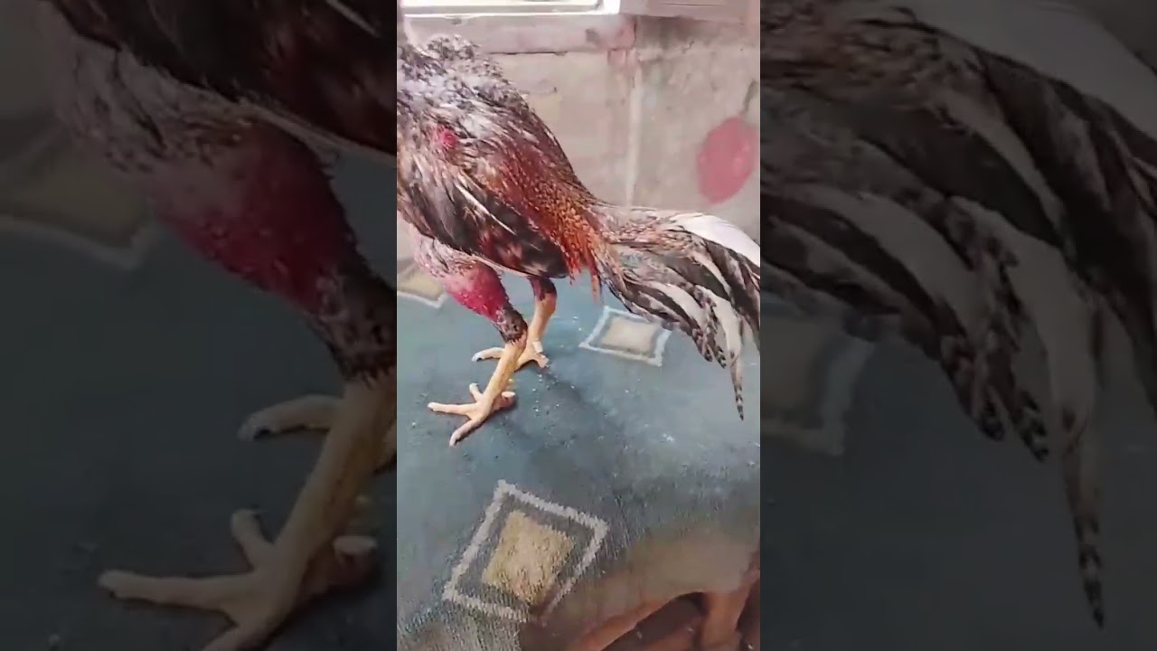 Pasión por las aves finas 🇦🇷🐔🐓