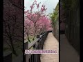 隱密步道分享👉位在台北康樂街131巷的隱密的步道，在櫻花季可以拍出絕美景色！建議收藏喔！