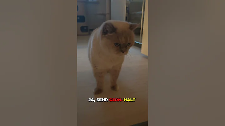 Watch the video about Tipp geben #cat #cats #catlover #bsh #bkh #liebe #tiere #seele #leben #shorts #reels #pets #frieden