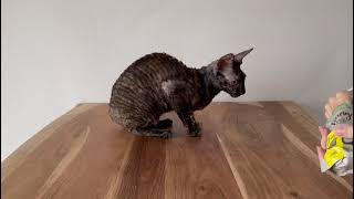 sweet kitty Cornish Rex,  just look🥰 by Diana Horn 108 views 1 year ago 29 seconds