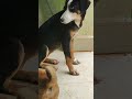 Смелый щенок защищает свою еду. Brave puppy defends his food.