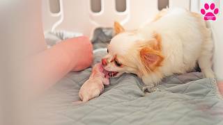 видео: Собака не принимает щенка! Хочет укусить!? картинка: Собака не принимает щенка! Хочет укусить!?