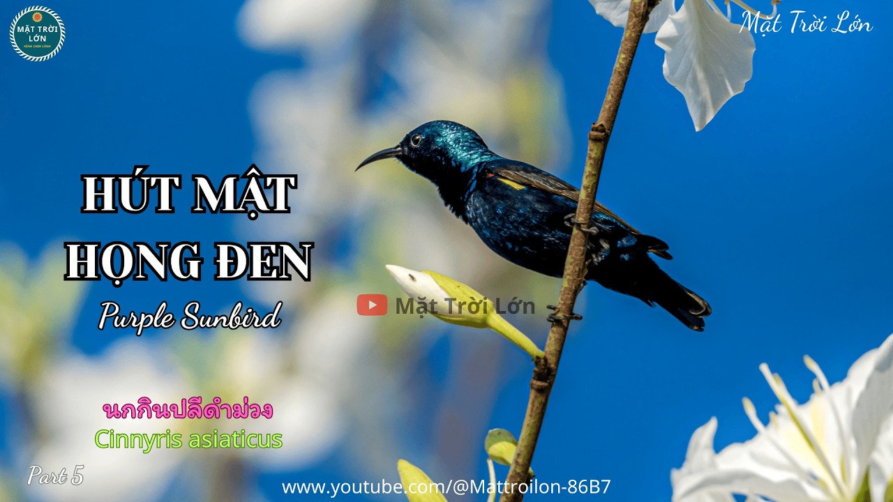 ✅Tiếng chim Hút mật họng đen mồi chuẩn gọi bổi chuẩn mp3 | Purple Sunbird call sound (P5)