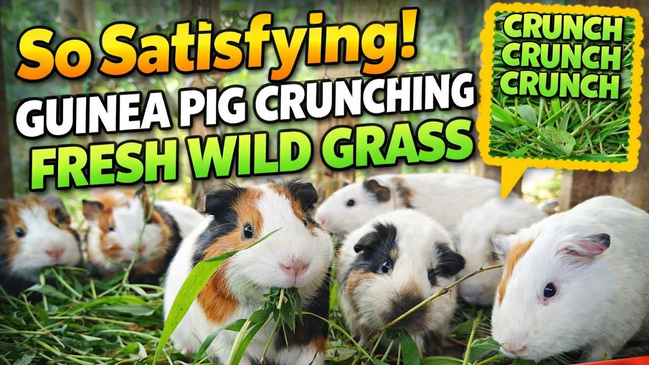 So Satisfying Guinea Pig Eating Fresh Wild Grass ASMR