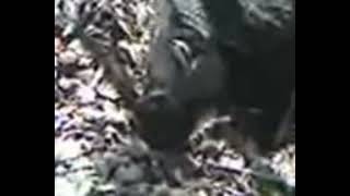 Karadenizli Domuz Avı Yeni Versiyon Komik(Küfürlü) Resimi