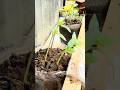 2 Weeks Later! Tomato &amp; Cucumber Seeds Germinated Successfully #organicgardening #homegardening