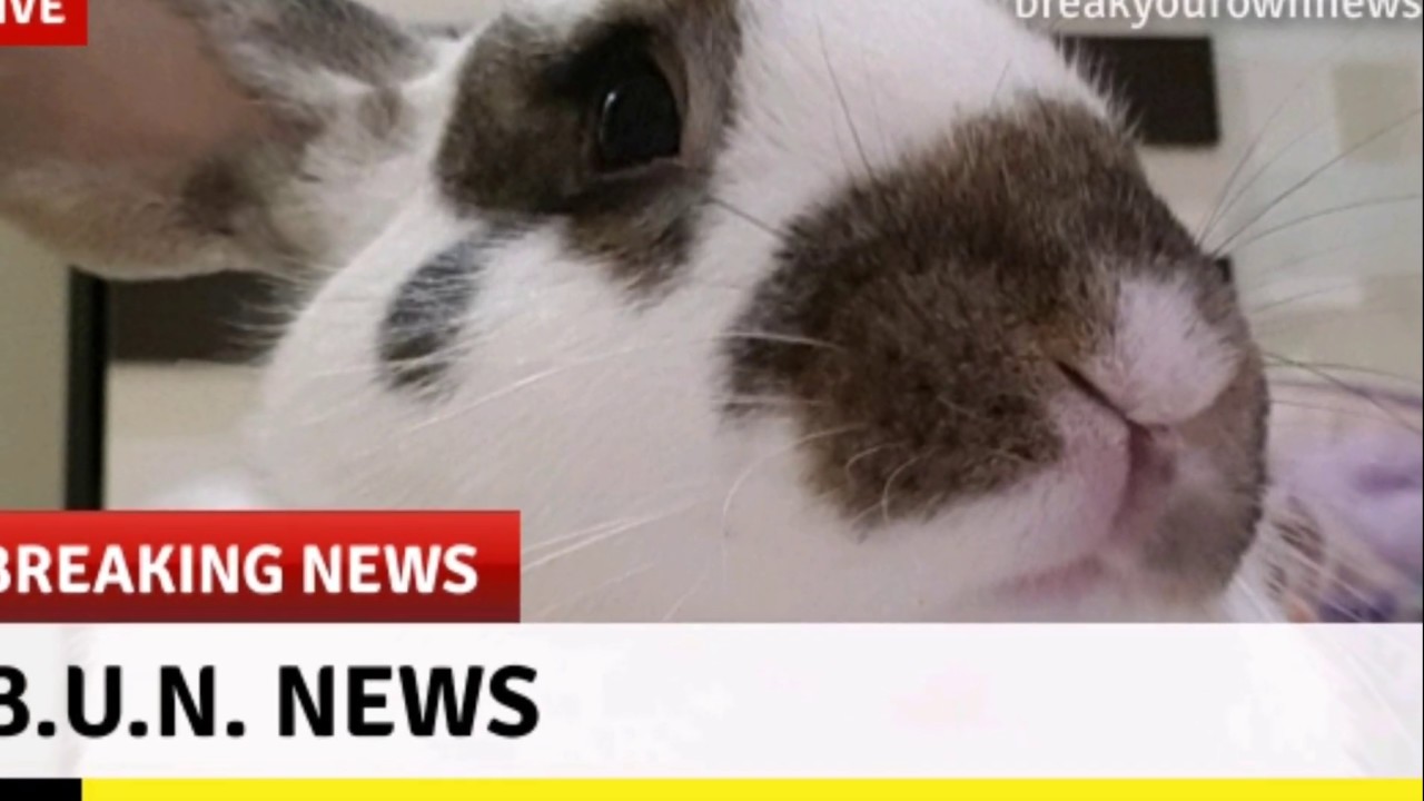 News Image Rabbit B.U.N. News : Latest and all Rabbit News from around the world🌐 - YouTube
