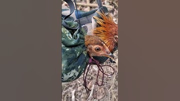 Bẫy gà rừng lai nhà đi vào rừng hết rồi tìm được 6 em còn 1 em.cuab qaib qus laig qaib hmoob