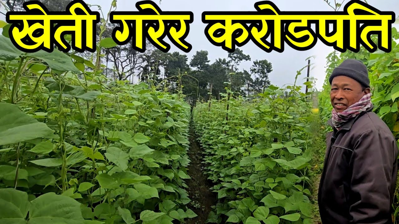 सब्जी खेती गरेर करिब चार करोडको सम्पती जोडेका 55 बर्से चन्द्र बहादुर तामाङ agriculturalfarming