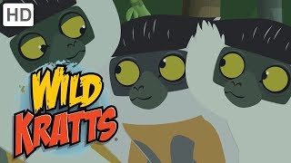 Wild Kratts  Leaping Lemurs Part 1: Big, Small and Rarest of All