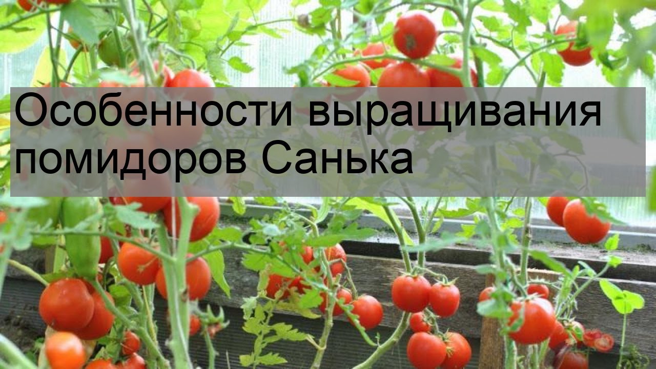 Особенности выращивания помидоров Санька - YouTube
