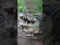 Why Crocodiles Don’t Eat This Bird?