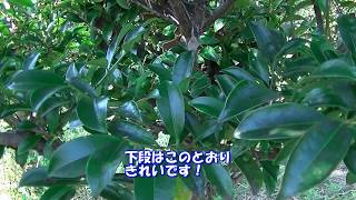 玉串榊 木の簡単な育て方（庭に一本あると良い）