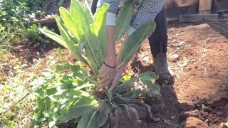 Harvesting and drying mullein