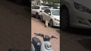 happy shiba dancing