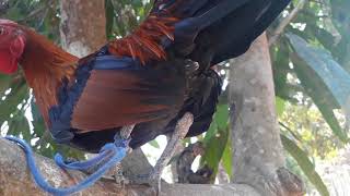 qaib dib noob cuab tuaj zoo heev 19/4/2018..xov tooj 0302281162