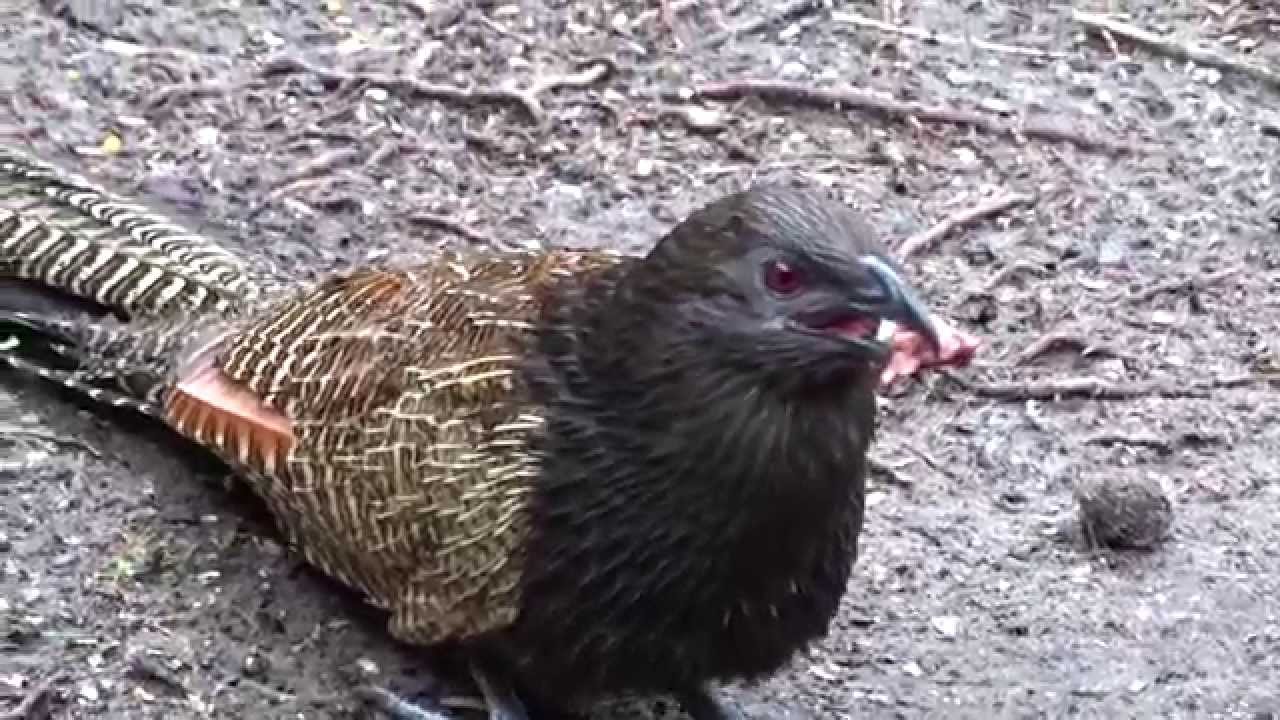 Kugelof, our pheasant coucal comes to visit again - Jan 19, 2015 