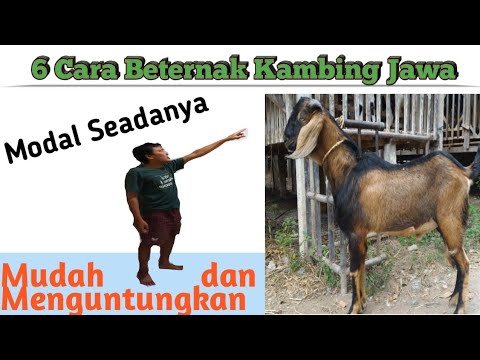 Cara Beternak Kambing Jawa Menguntungkan 