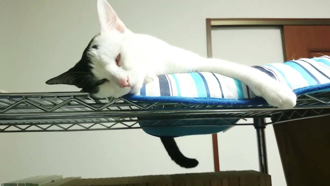 また猫が白目むいて痙攣している・・・ White Eyed Cat - YouTube