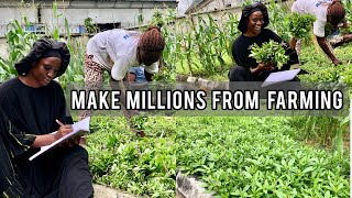 How To Make Millions From FARMING WATERLEAF | Is FARMING WATERLEAF a PROFITABLE BUSINESS  find out