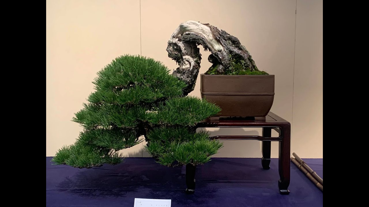 99th Kokufu Bonsai Show 2025. The Greatest Show on Earth Part 1