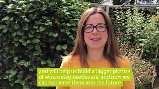Saving Britains Stag Beetles